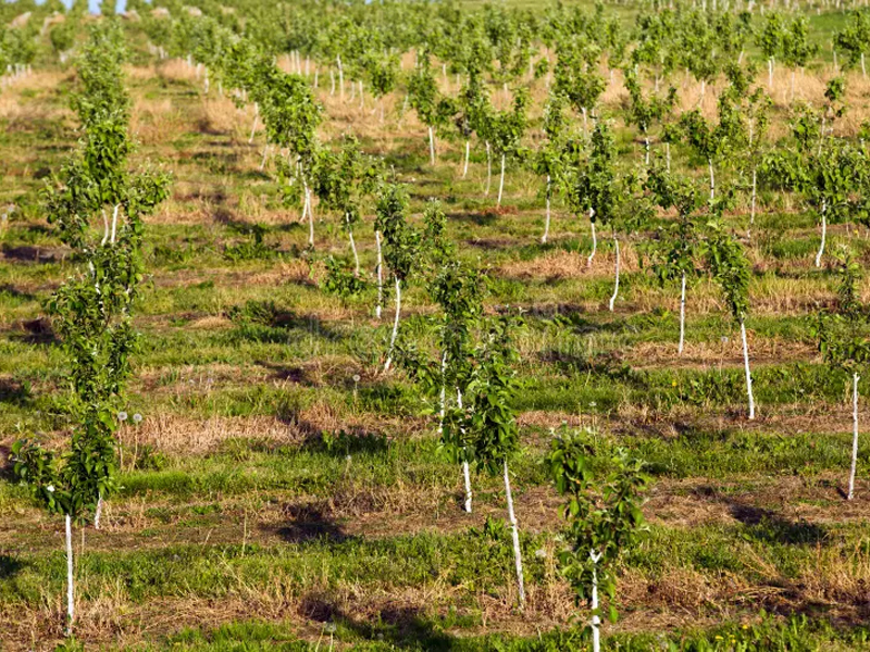 Plant Preparation in Godown
