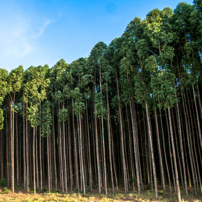 Eucalyptus - Image 4